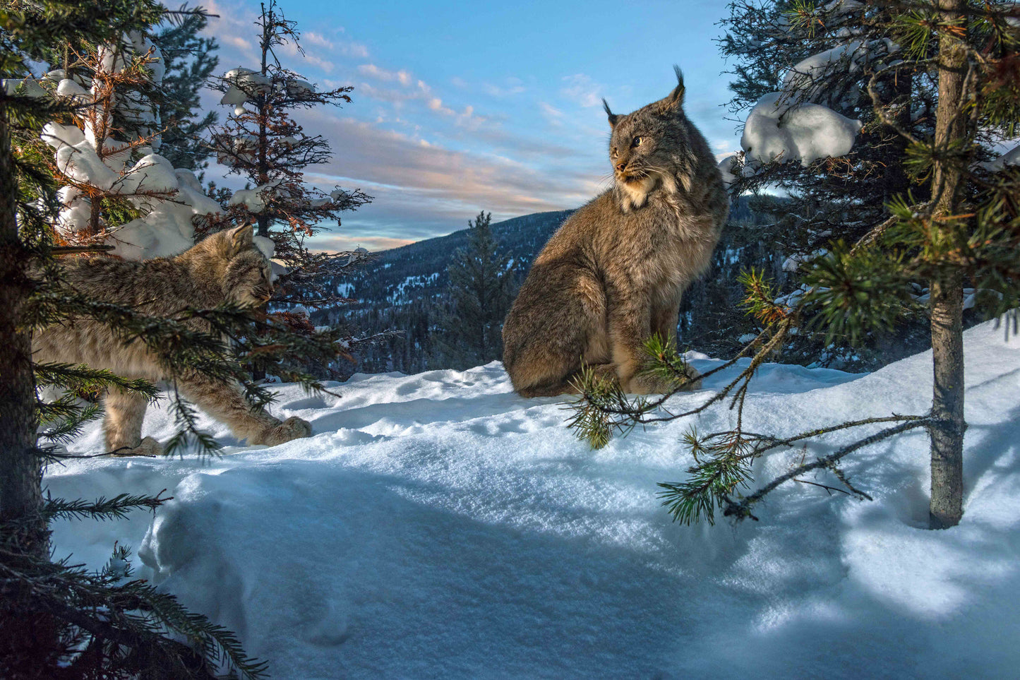 Evening Light (Momma Lynx with Kitten), 16 x 24 inches