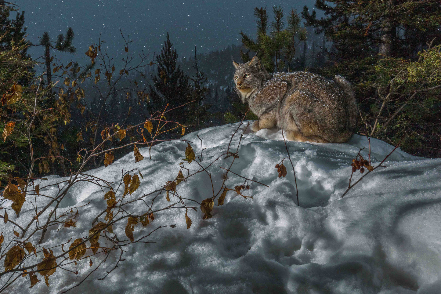 Moonlight Repose (Lynx on bed) 16 x 24 inches