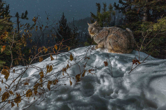Moonlight Repose (Lynx on bed) 16 x 24 inches