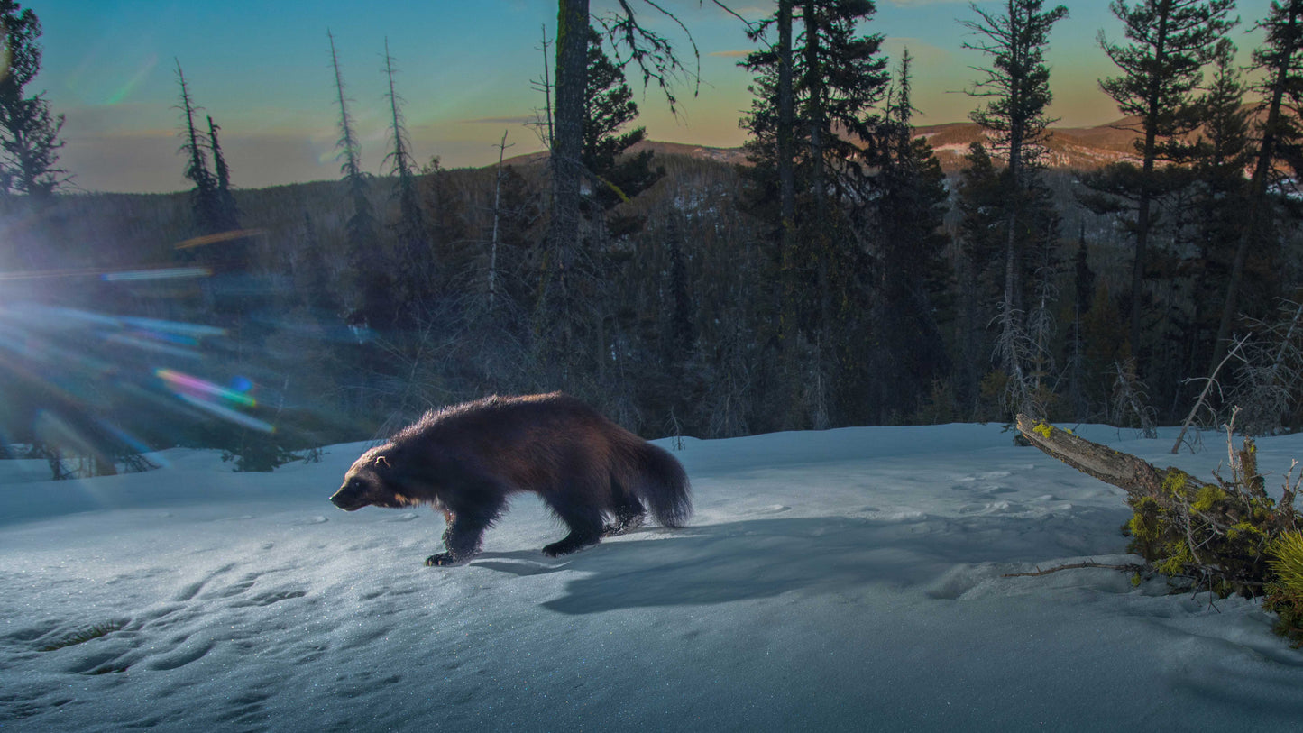 Wolverine in the High-country, 16 x 30 inches