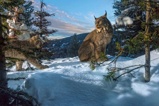 Evening Light (Momma Lynx with Kitten), 16 x 24 inches