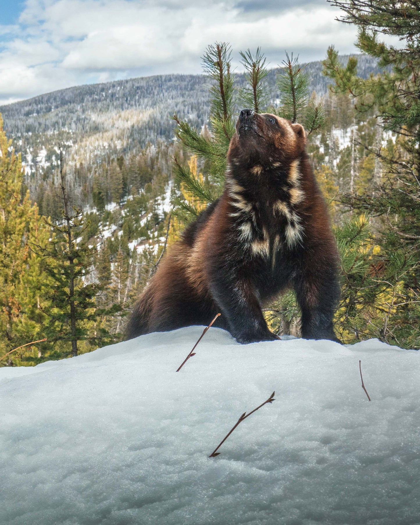 Wolverine, Montana's Oldest Wolverine, 20 x 24 inches