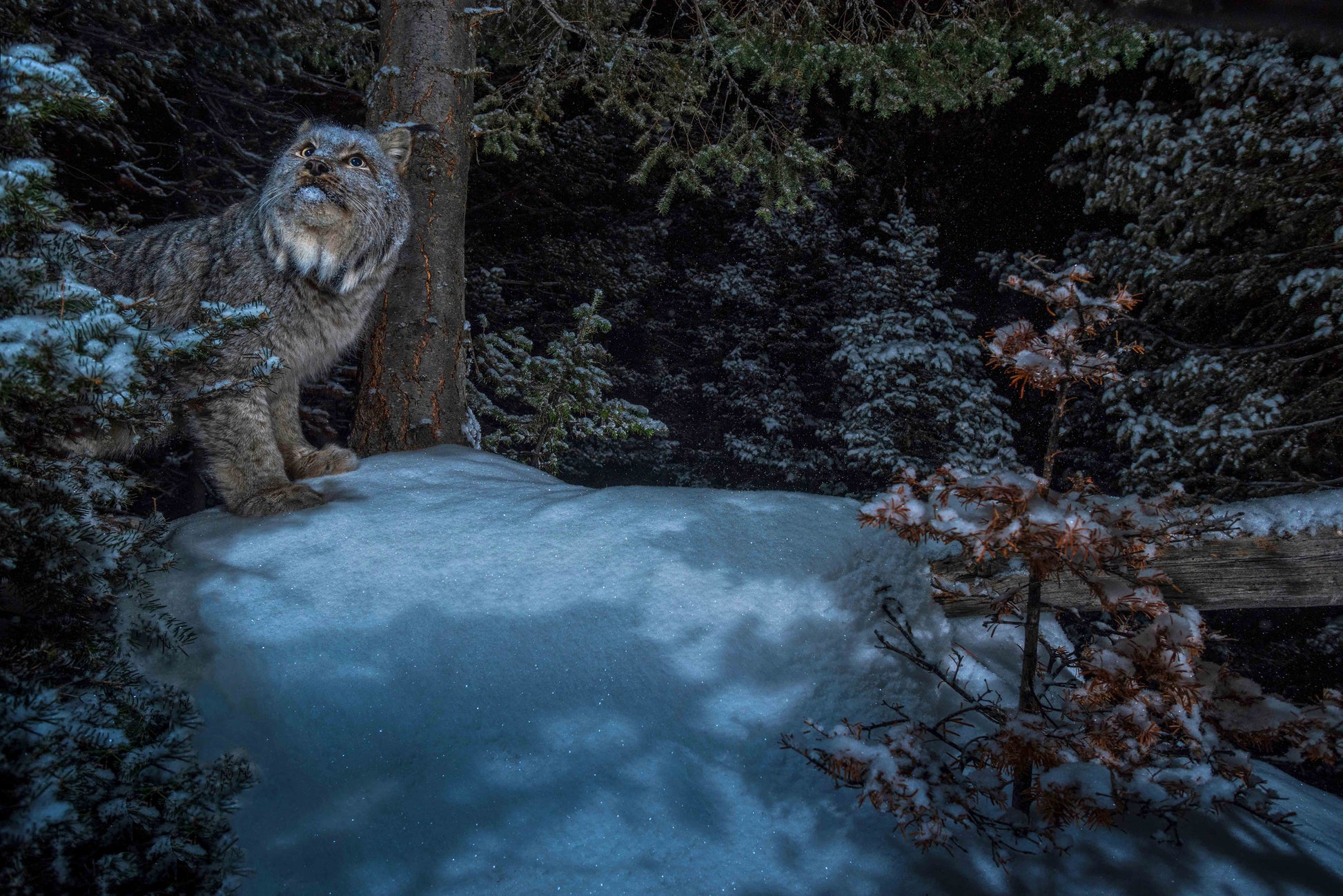 Lynx in a snowy field