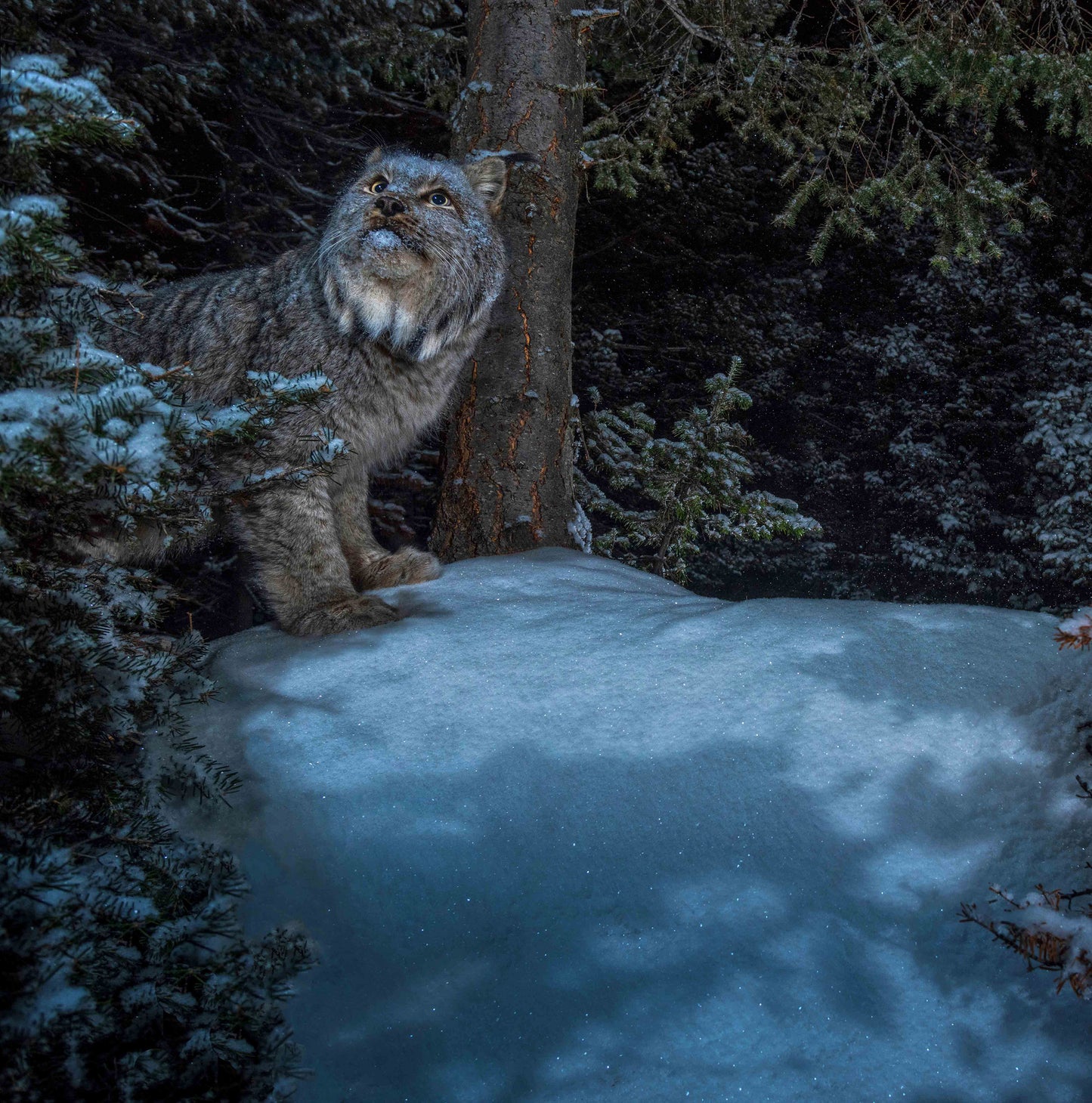 Into the Moonlight (Lynx), 16 x 24 inches
