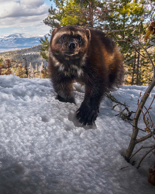 The Survivor- Montana's Oldest Wolverine, 20x24 inches
